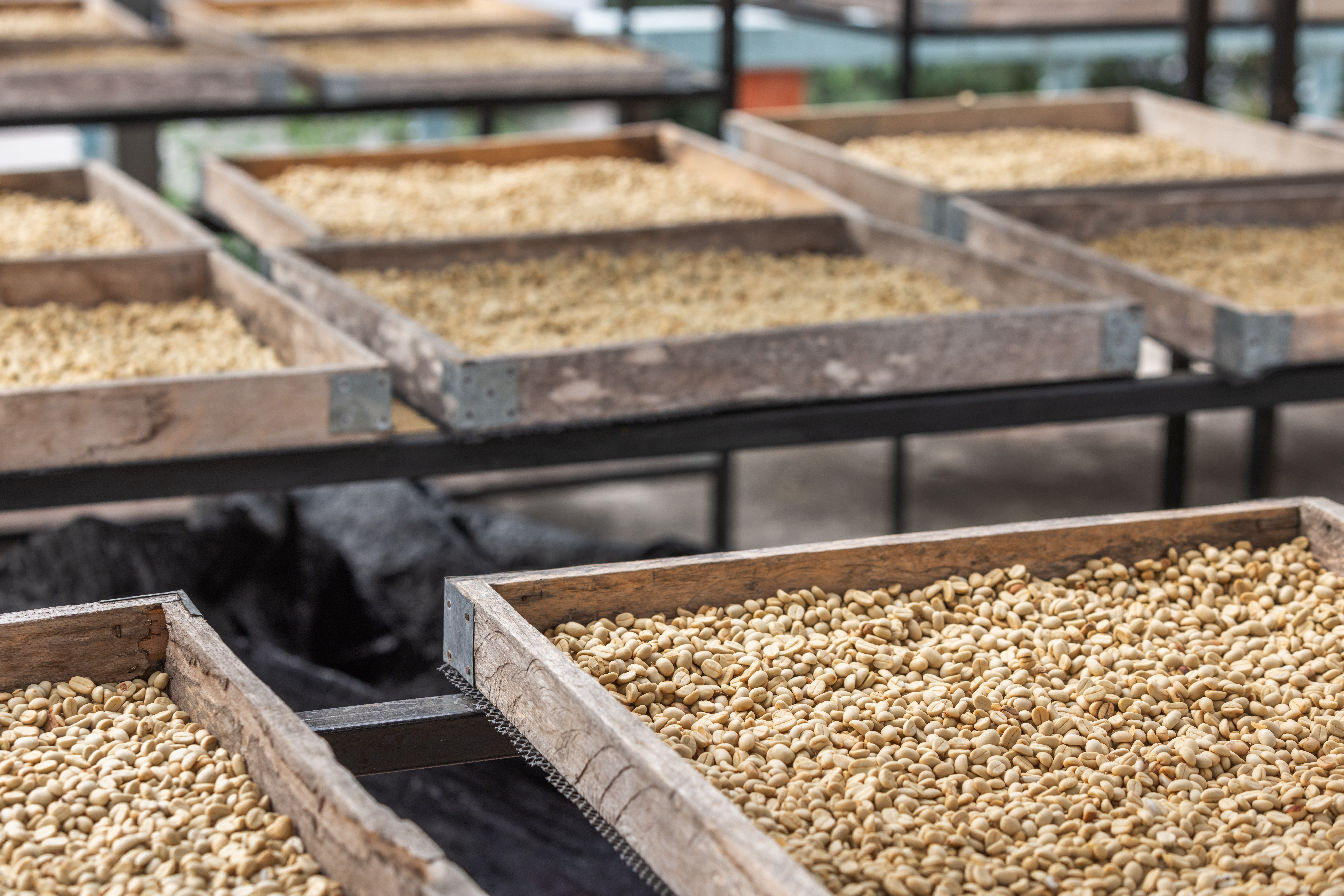 Asociación de exportadores de café en Guatemala