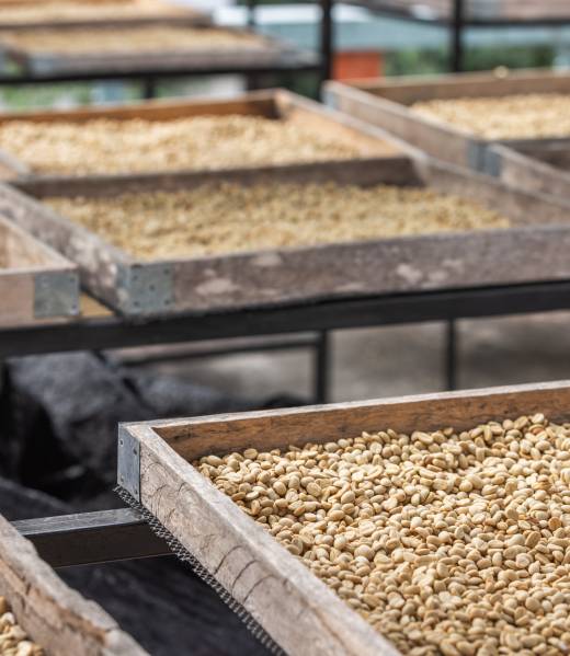 Asociación de exportadores de café en Guatemala